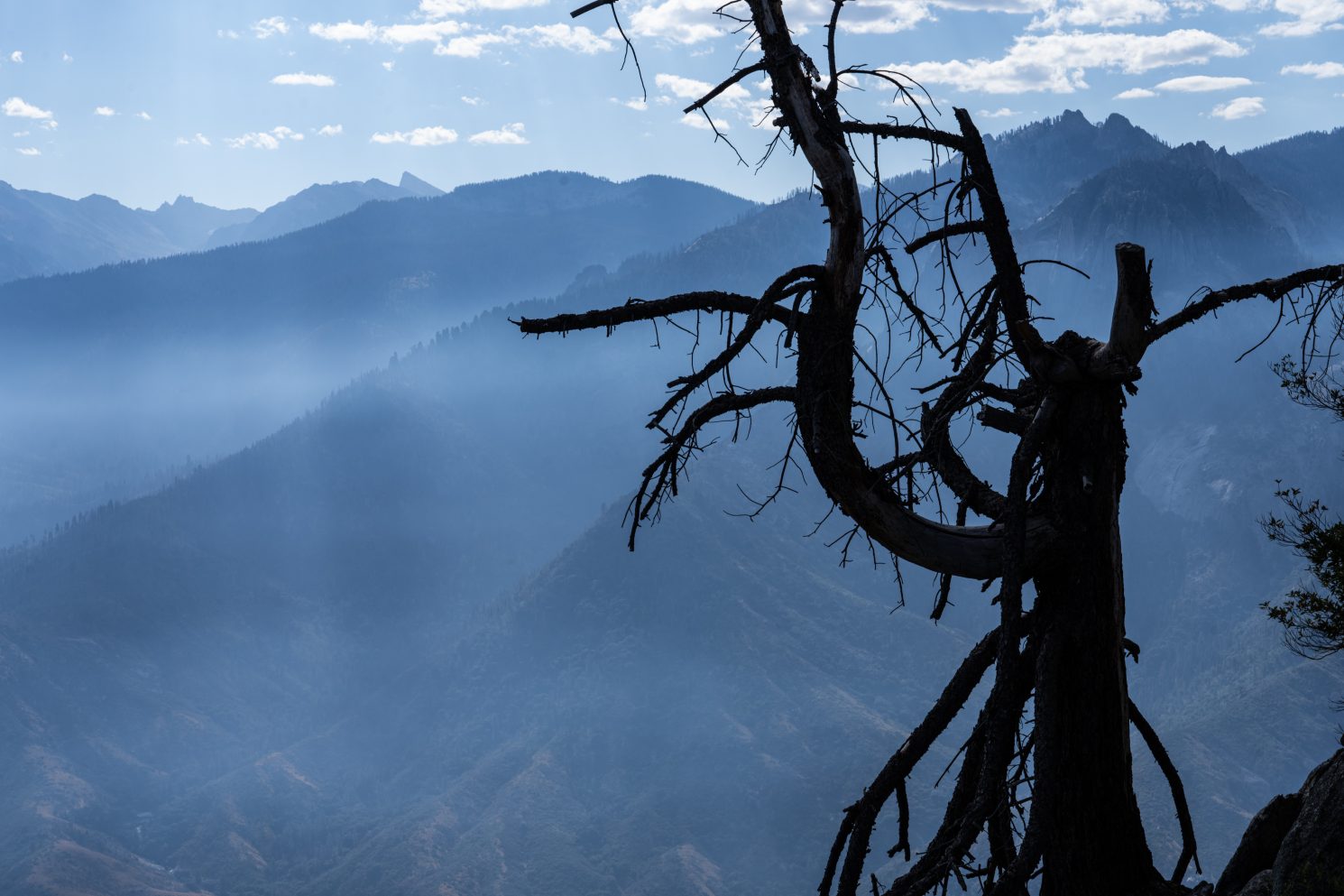 Coffee Pot Fire impacting on Sequoia NP