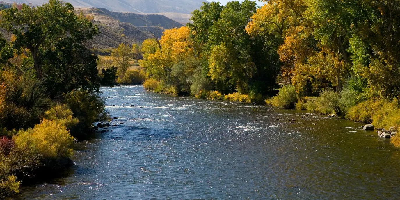 The Ultimate Fall Fishing Experience on the Truckee River: A Dance with the October Caddis