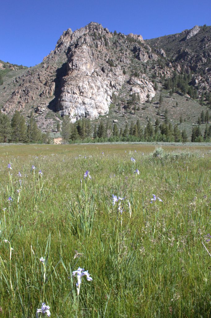Wild-Iris-in-Big-Meadow-west-of-campground