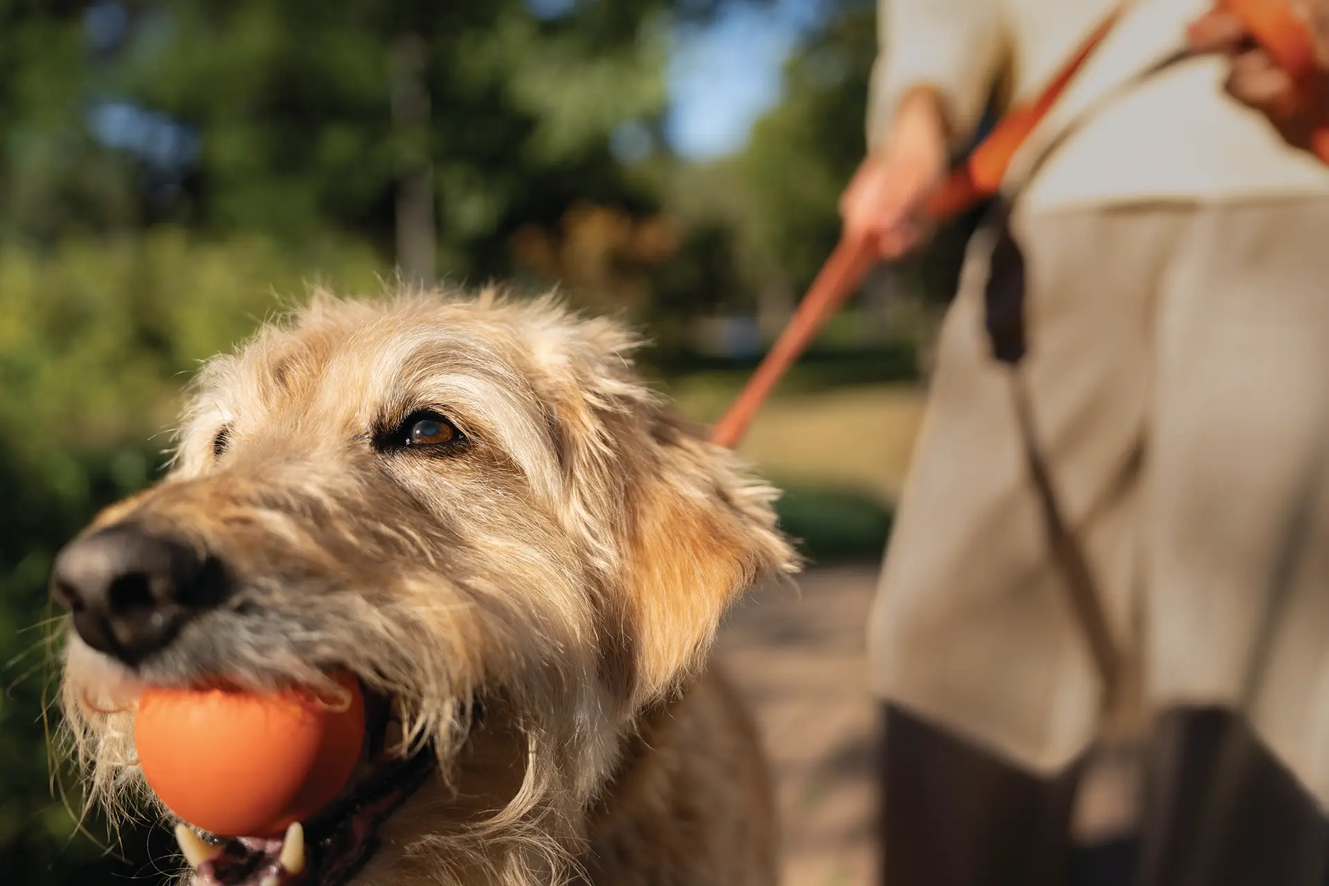New Year, New Goals for People and Pets