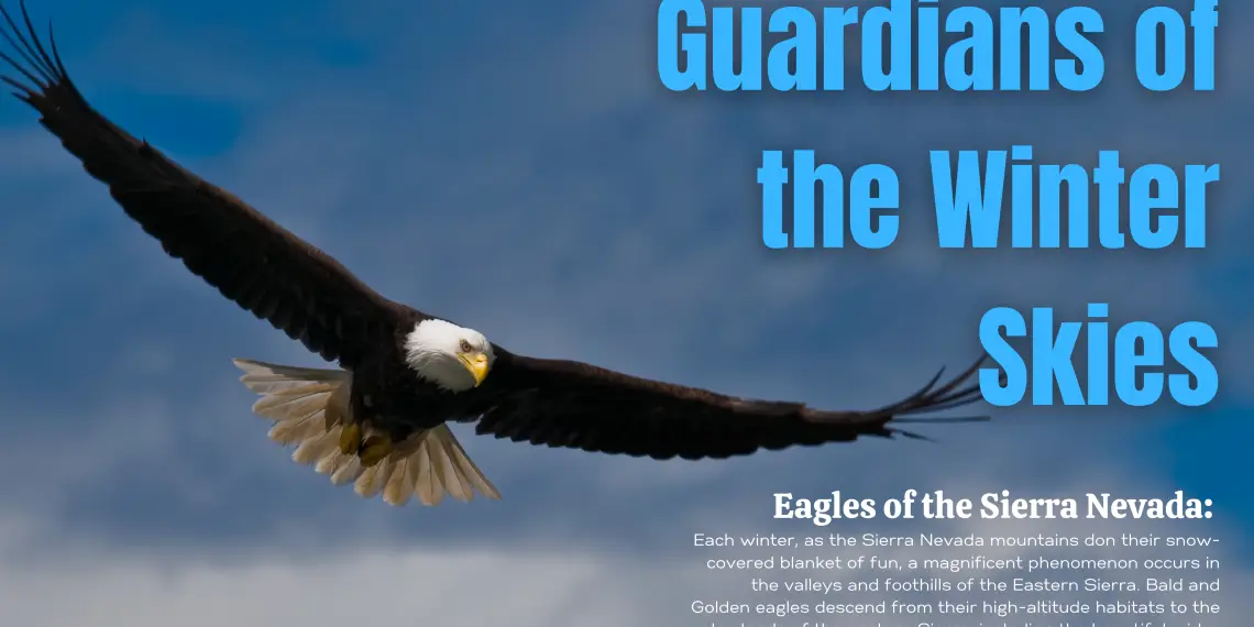 Bald Eagle Flying Magazine spread Sierra Rec magazine