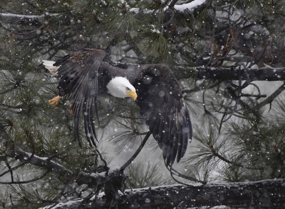 Eagle Flying i the Snow and Pine forest