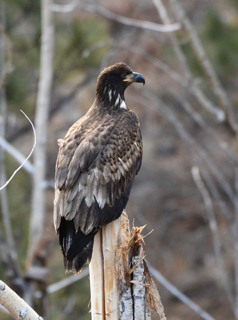 A Young Bald Eagle Perched on log