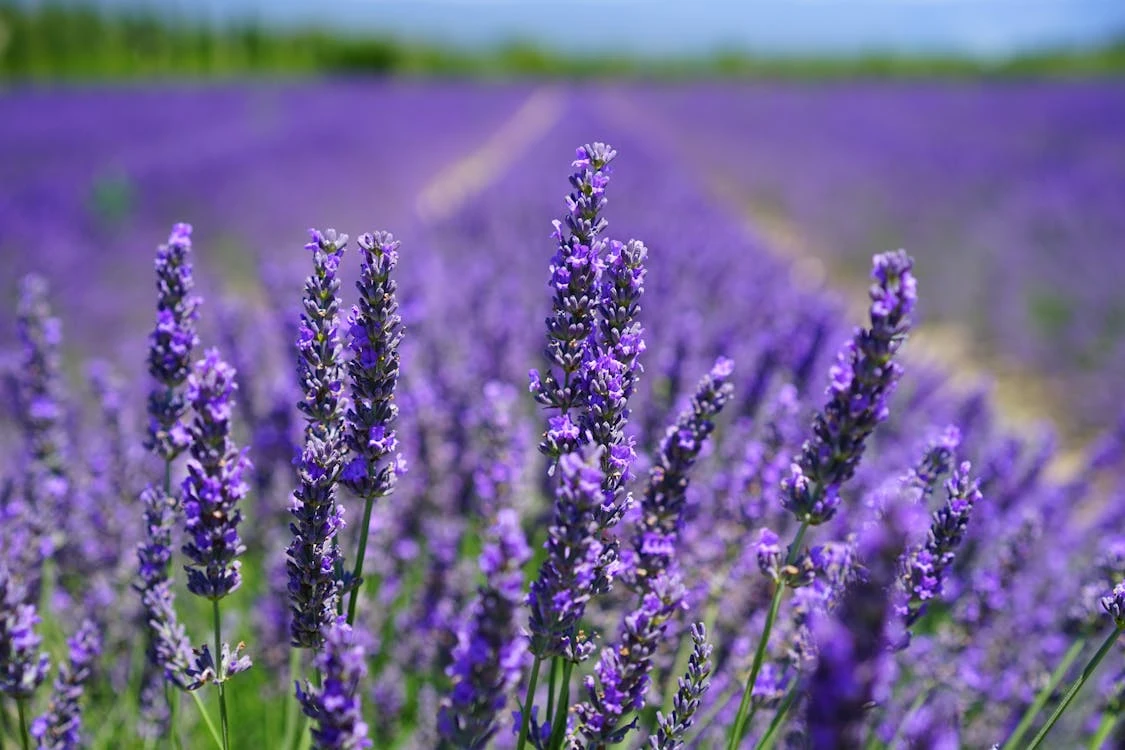 Lavender, Blueberries & Sierra Vibes: Why Lavender Blue Harvest Days in Apple Hill Belong on Your Summer Calendar