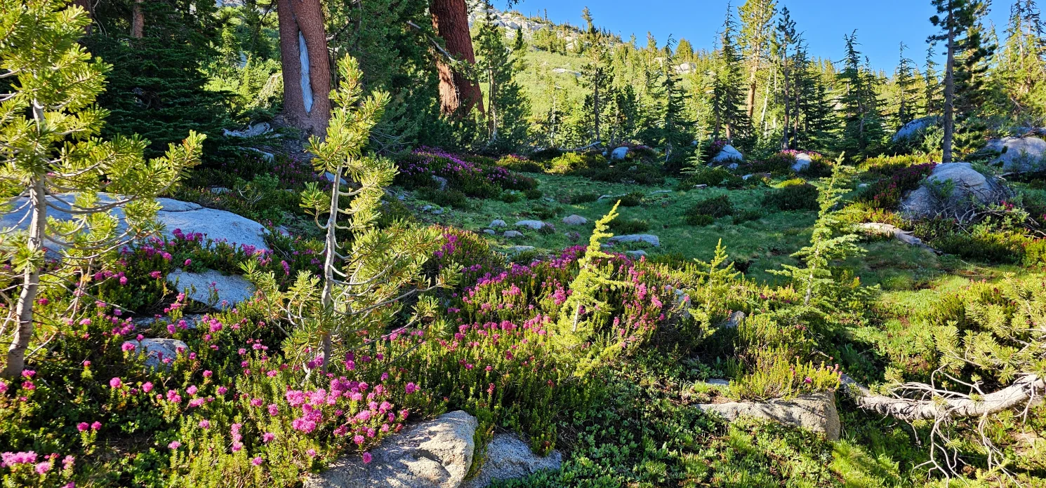 wildflowers and meadow Yosemite
