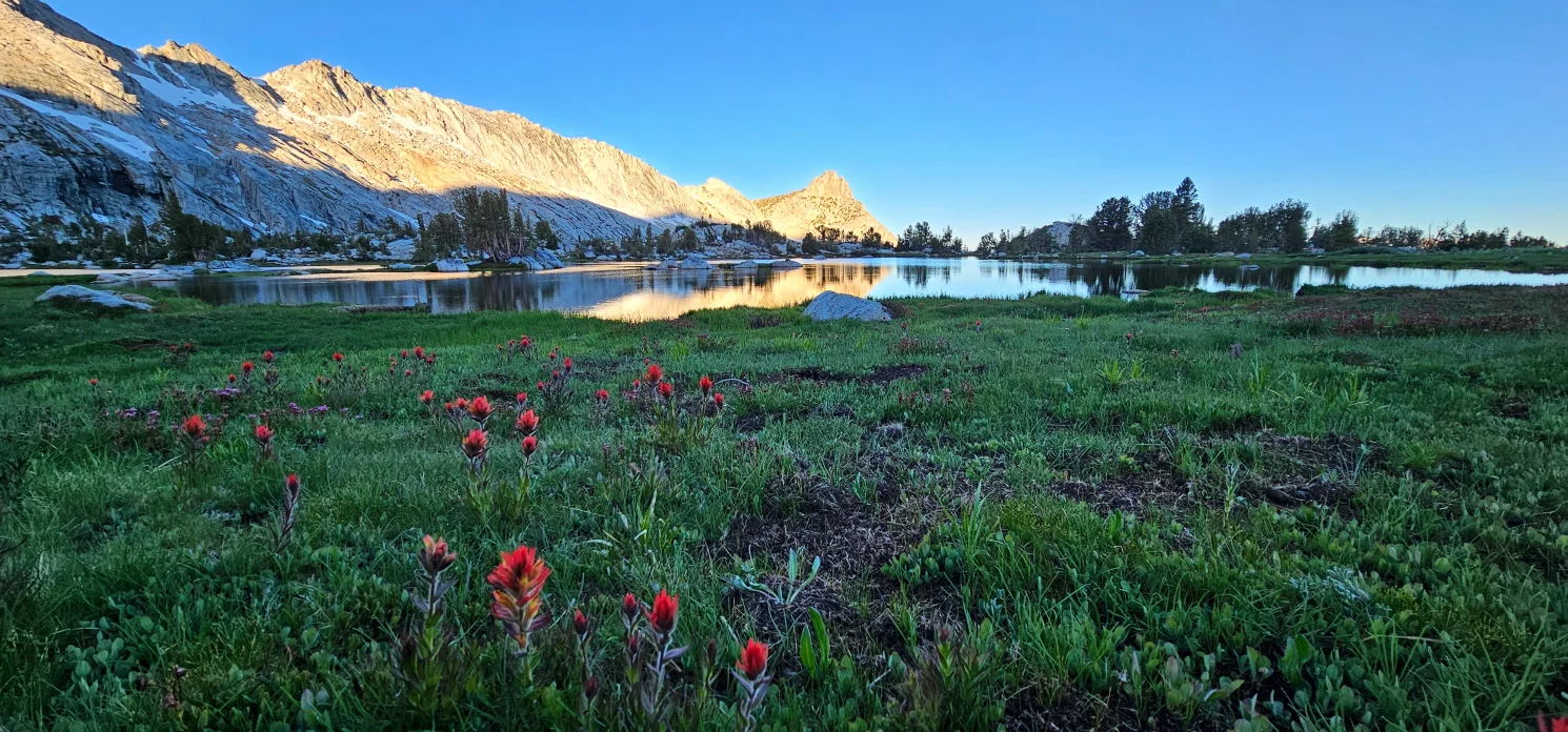 Wildflowers Upper youngs lake and Ragged Peak