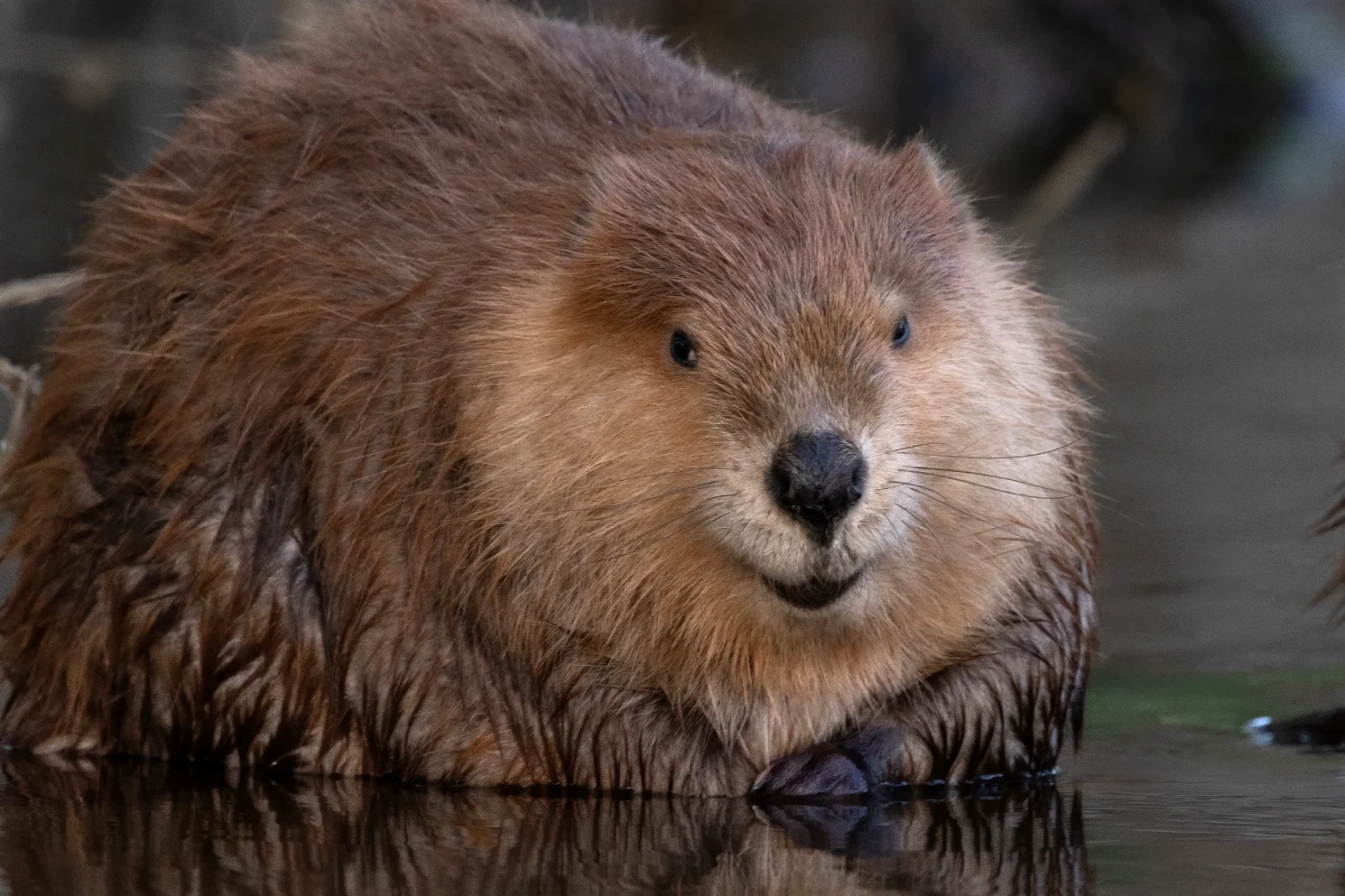 Beaver