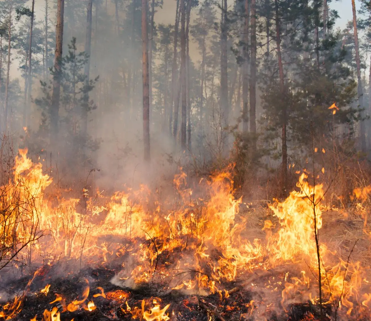 Understanding Wildfires Before You Hit the Trail