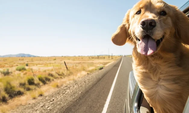 Incredible Advantages of Having a Pet Seat Cover