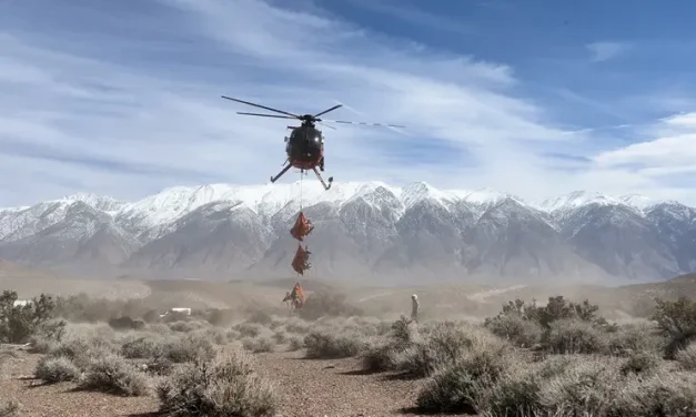 CDFW Expands Wolf Monitoring Efforts Across Northern California