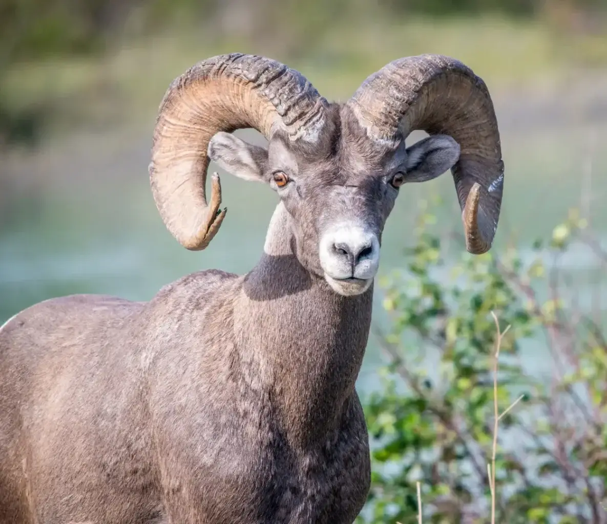 Close-up of a bighorn sheep with large curved horns standing near green shrubs and a blurred lake background.