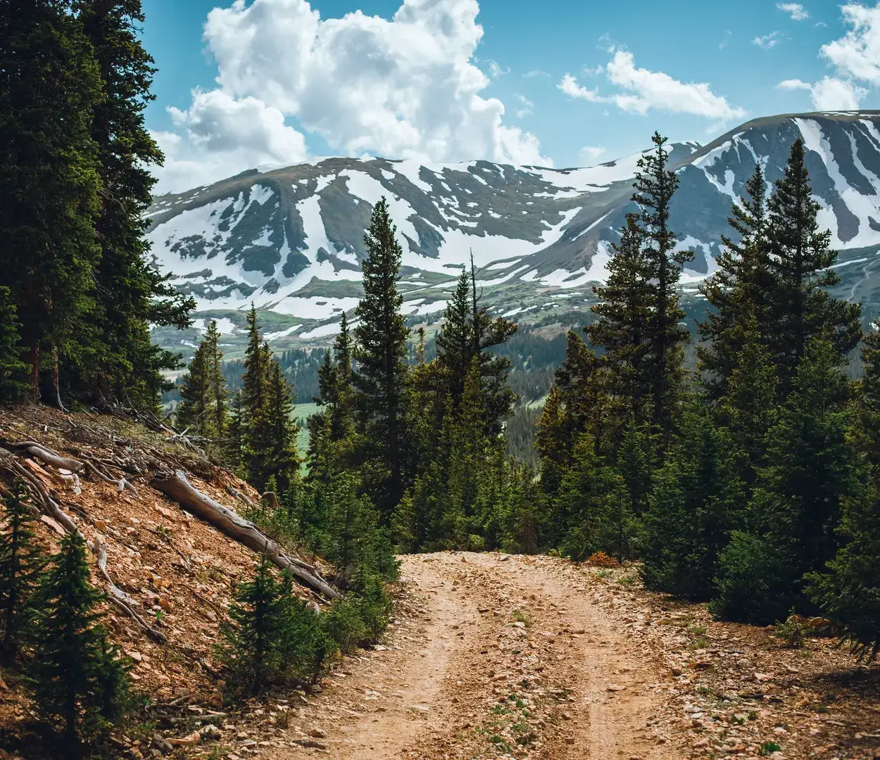 A dirt trail cutting through a pine tree forest. There are large, snow covered mountains in the distance.