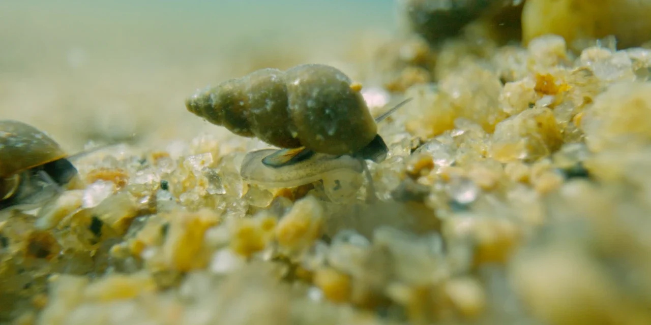 Clean Up The Lake Launches Aquatic Invasive Species Video Identification Toolkit