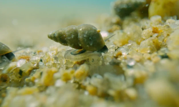 Clean Up The Lake Launches Aquatic Invasive Species Video Identification Toolkit